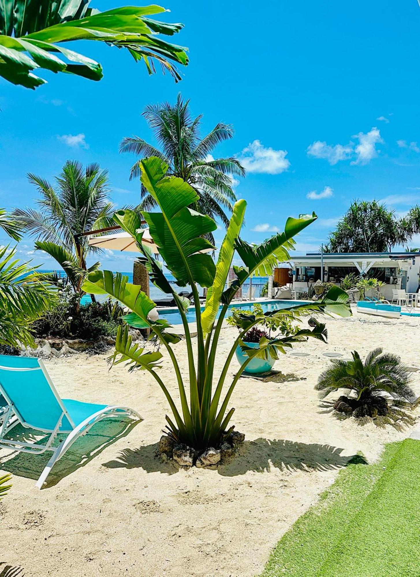 אוטורואה Pension Irivai Appartement Puatou 1 Chambre Bord De Mer מראה חיצוני תמונה